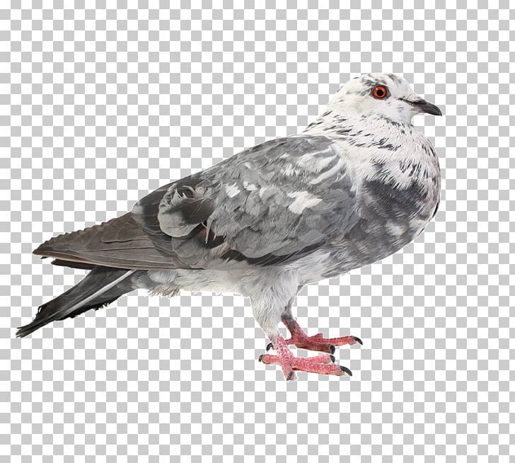 Chicken Bird Columbidae PNG, Clipart, Adobe Illustrator, Animal, Animals, Beak, Biological Free PNG Download