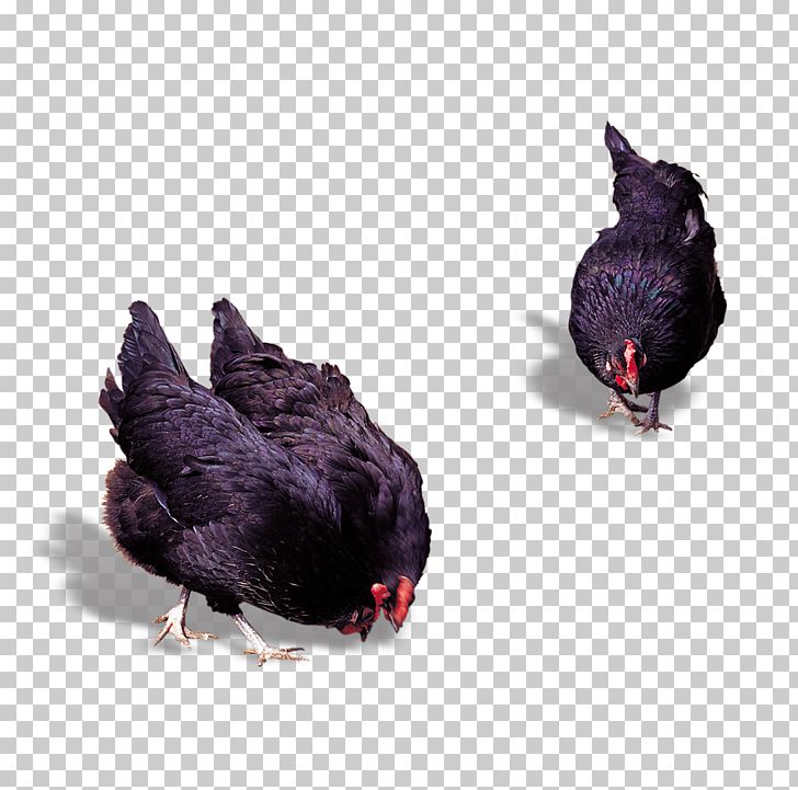 Chicken Meat Rooster Poultry PNG, Clipart, Animals, Badminton Shuttle Cock, Beak, Big Cock, Big Cock Color Free PNG Download