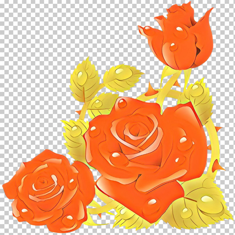 Garden Roses PNG, Clipart, Cut Flowers, Flower, Garden Roses, Orange, Petal Free PNG Download