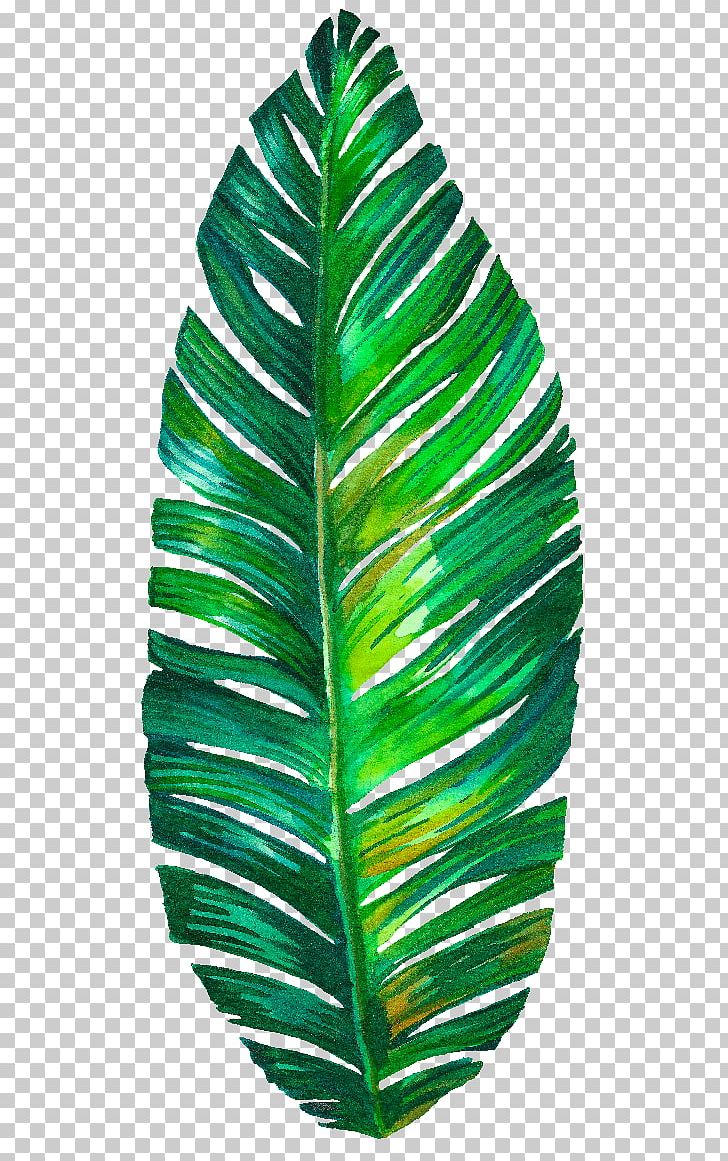 Leaf PNG, Clipart, Art, Banana Leaf, Botanical Illustration, Green, Leaf Free PNG Download