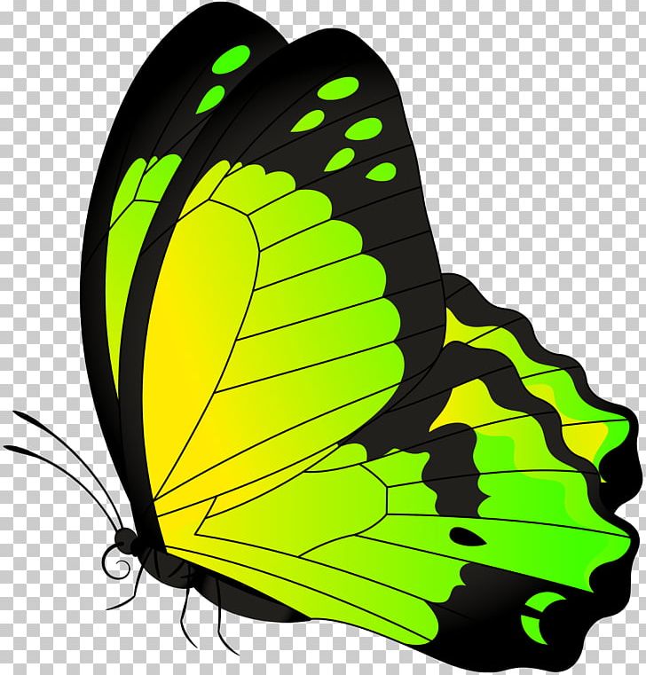 Butterfly PNG, Clipart, Arthropod, Brush Footed Butterfly, Butterflies, Butterflies And Moths, Butterfly Free PNG Download
