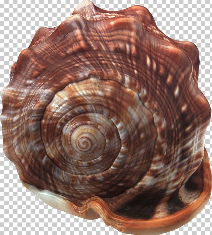 Cockle Seashell PNG, Clipart, Animals, Clams Oysters Mussels And Scallops, Cockle, Conch, Conchology Free PNG Download