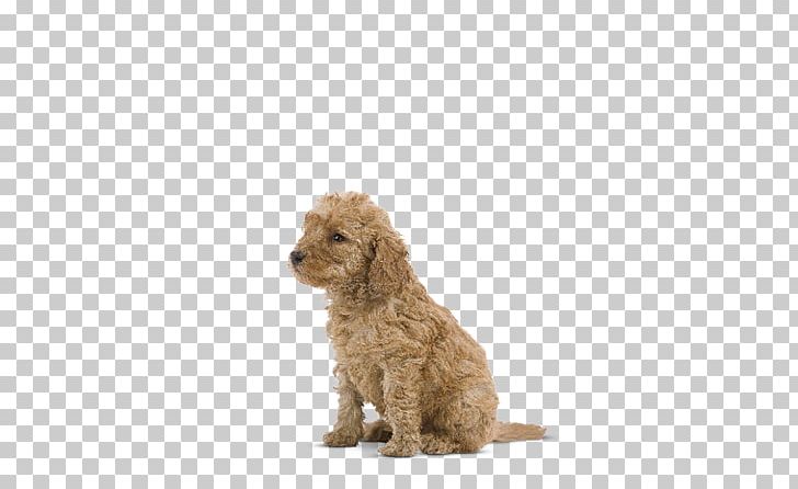 French Bulldog Puppy Cat Poodle Royal Canin PNG, Clipart, Carnivoran, Cat, Cavapoo, Cockapoo, Companion Dog Free PNG Download