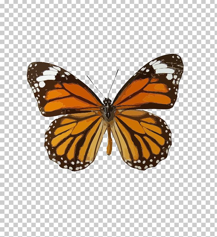 Monarch Butterfly Insect Danaus Genutia Butterfly Weed PNG, Clipart, American Painted Lady, Arthropod, Brush Footed Butterfly, Butterfly, Butterfly Gardening Free PNG Download