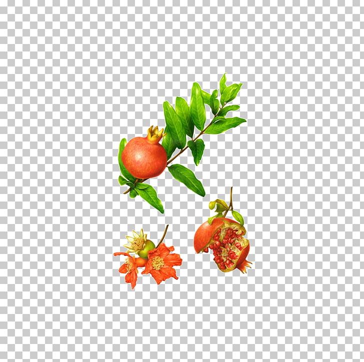 Botanical Illustration Behance Illustrator Botany Illustration PNG, Clipart, Behance, Botany, Branch, Decoupage, Flower Free PNG Download