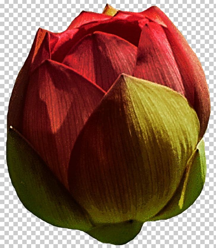 Petal Sacred Lotus Bud Flower PNG, Clipart, Bud, Cut Flowers, Flower, Leaf, Lotus Free PNG Download