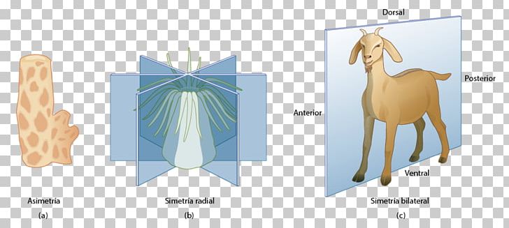 Symmetry In Biology Simetria Radial Germ Layer PNG, Clipart, Angle, Animal, Animal Figure, Asymmetry, Bilateria Free PNG Download