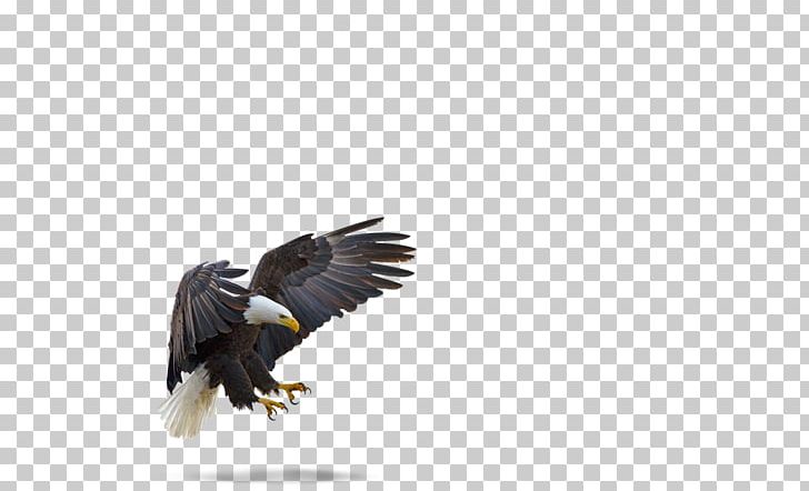 Bald Eagle Bird White-tailed Eagle Brackendale PNG, Clipart, Accipitriformes, African Fish Eagle, Animals, Bald Eagle, Beak Free PNG Download