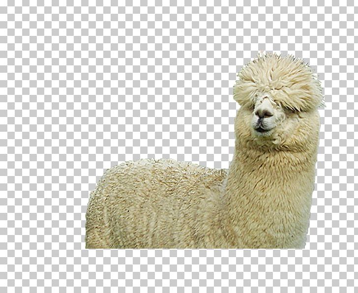 Huacaya Alpaca Alpaca Farm Alpaca Fiber Llama Wool PNG, Clipart, Alpaca, Alpaca Farm, Alpaca Fiber, Breed, Camel Like Mammal Free PNG Download