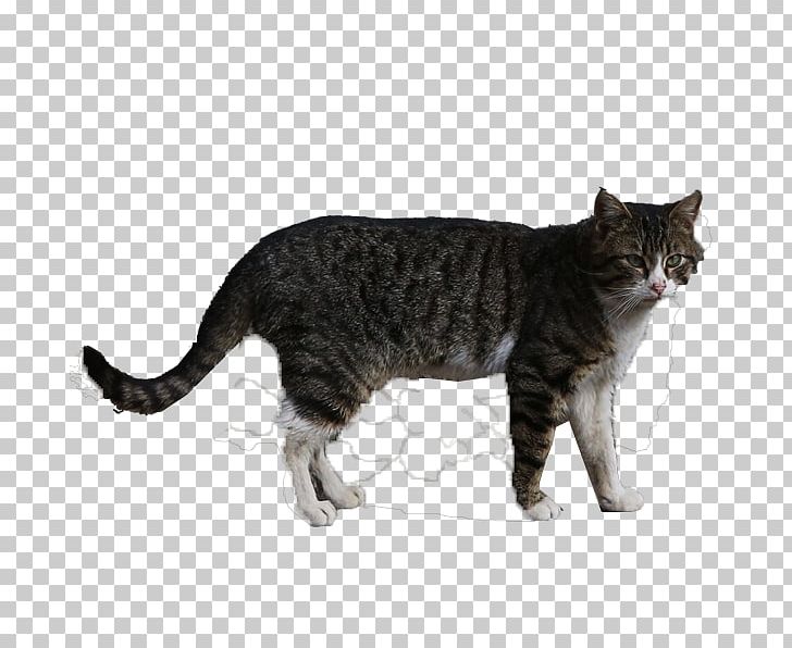 Cat Animal Photography Computer File PNG, Clipart, American Bobtail, Animals, Carnivoran, Cat Ear, Cat Like Mammal Free PNG Download