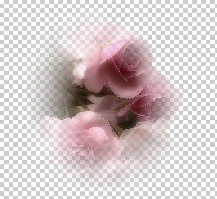 Garden Roses TinyPic Cabbage Rose Web Hosting Service Video PNG, Clipart, 2014, Apunt, Closeup, Email, Filming Location Free PNG Download