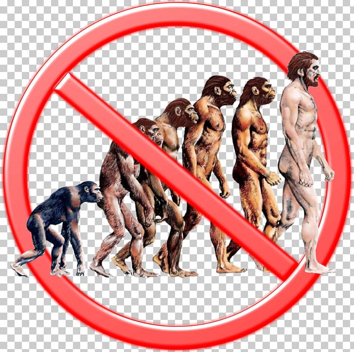 Human Evolution Great Apes Science PNG, Clipart, Ape, Biology, Charles Darwin, Darwinism, Education Science Free PNG Download