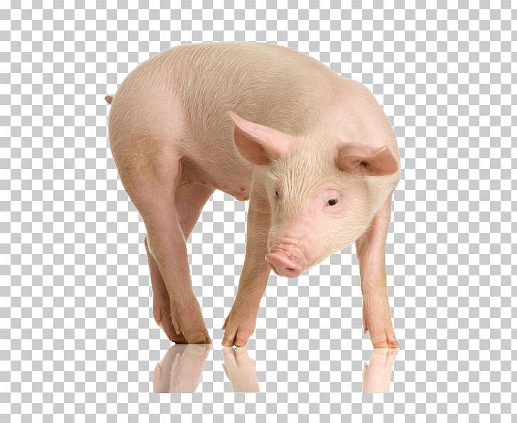 Large White Pig British Landrace Pig Stock Photography PNG, Clipart, British Landrace Pig, Depositphotos, Domestic Pig, Large White Pig, Livestock Free PNG Download