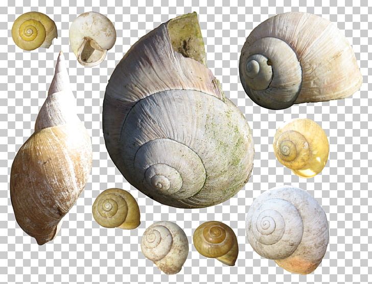 Gastropods Bolinus Brandaris Sea Snail Seashell PNG, Clipart, Animal, Animals, Balcis Grandis, Bolinus, Bolinus Brandaris Free PNG Download