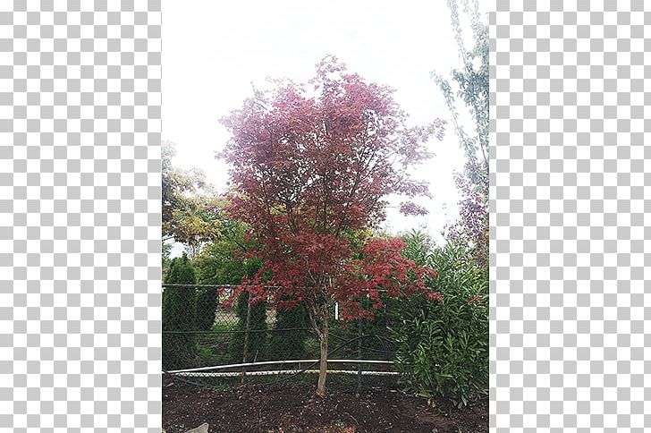 Branch Sugar Maple Tree Nursery Shrub PNG, Clipart, Autumn, Autumn Leaf Color, Branch, Deciduous, Flora Free PNG Download