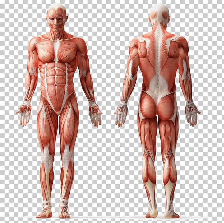 Human Anatomy Muscle Human Body Muscular System PNG, Clipart, Abdomen, Anatomy, Arm, Back, Bodybuilder Free PNG Download