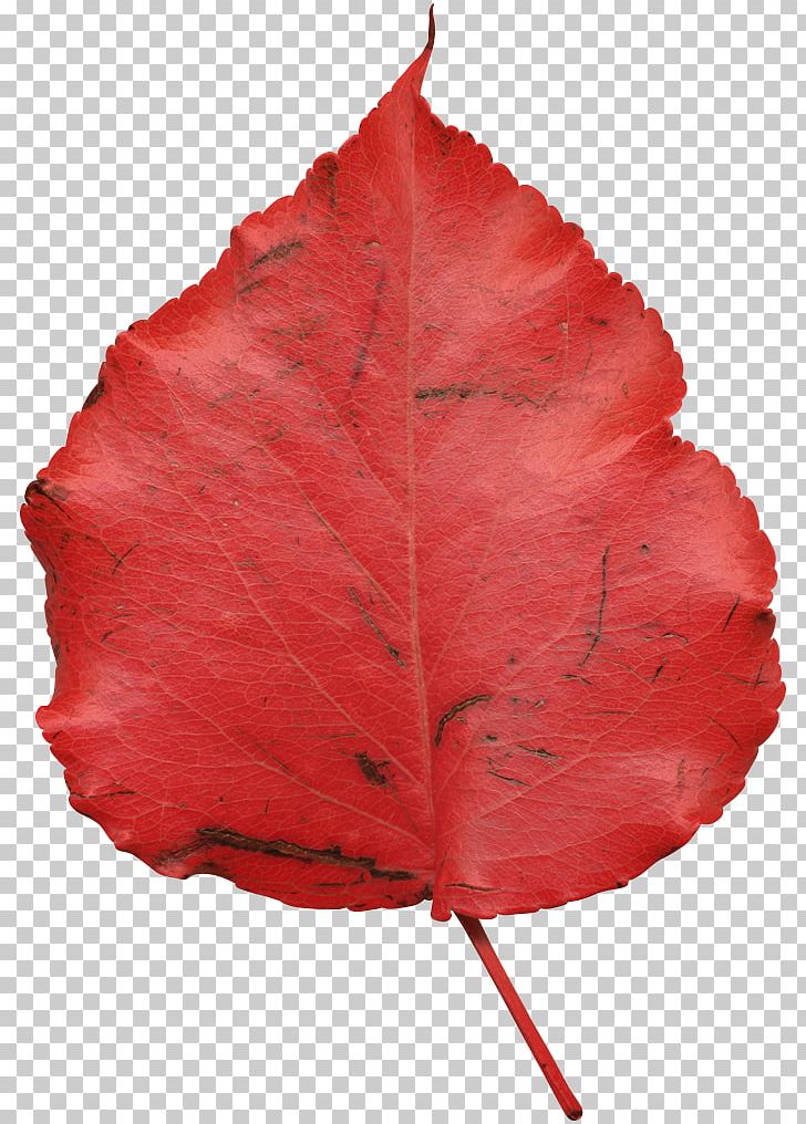 Leaf PNG, Clipart, Leaf, Petal, Plant Free PNG Download