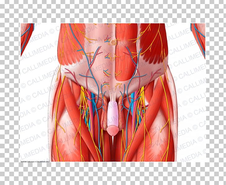 Muscle Blood Vessel Pelvis Nerve Anatomy PNG, Clipart, Abdomen, Anatomy, Blood Vessel, Chest, Human Anatomy Free PNG Download