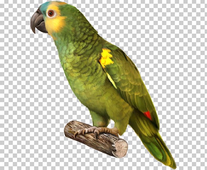 Parrot Budgerigar Bird Yellow-naped Amazon Red-crowned Amazon PNG, Clipart, Amazon Parrot, Animals, Common Pet Parakeet, Fauna, Feather Free PNG Download