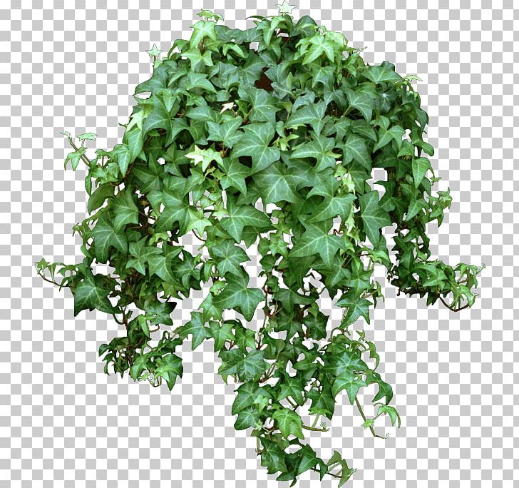 Common Ivy Houseplant Plectranthus Verticillatus Chlorophytum Comosum PNG, Clipart, Araliaceae, Chlorophytum Comosum, Common Ivy, Evergreen, Fatshedera Lizei Free PNG Download