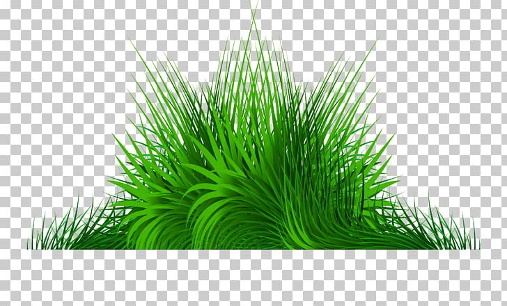 Hand Painted Green Grass PNG, Clipart, Color, Computer Graphics, Decorative Patterns, Grass, Grass Family Free PNG Download
