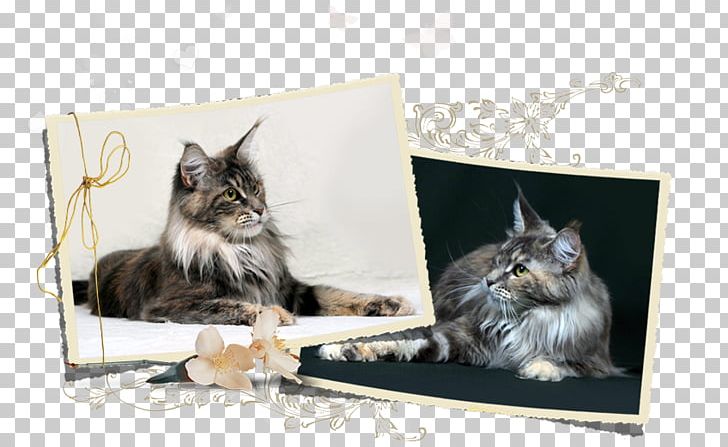 Maine Coon Norwegian Forest Cat Whiskers Kitten Dog Breed PNG, Clipart, Animal, Animals, Breed, Carnivoran, Cat Free PNG Download