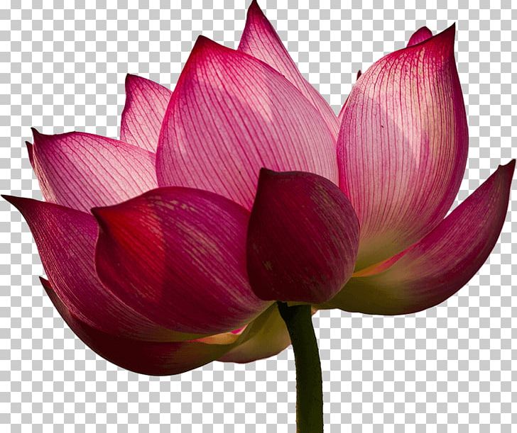 Nelumbo Nucifera Saint Petersburg Lotus Temple PNG, Clipart, Aquatic Plant, Bud, Cut Flowers, Egyptian Lotus, Flower Free PNG Download