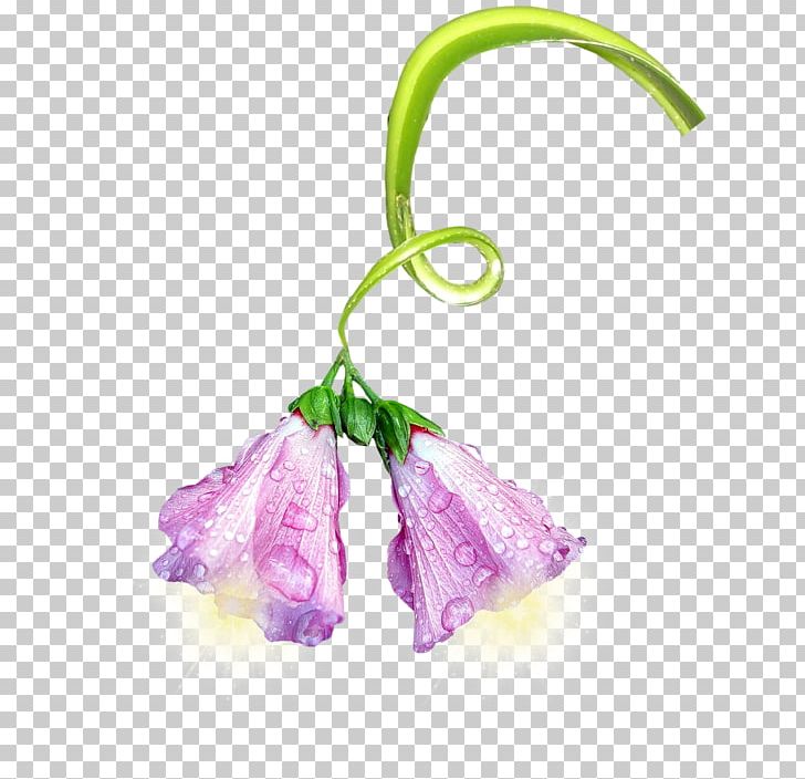 Petal Flower Plant Wisteria Lavender PNG, Clipart, Body Jewelry, Cicek Resimler, Cut Flowers, Flora, Floral Design Free PNG Download