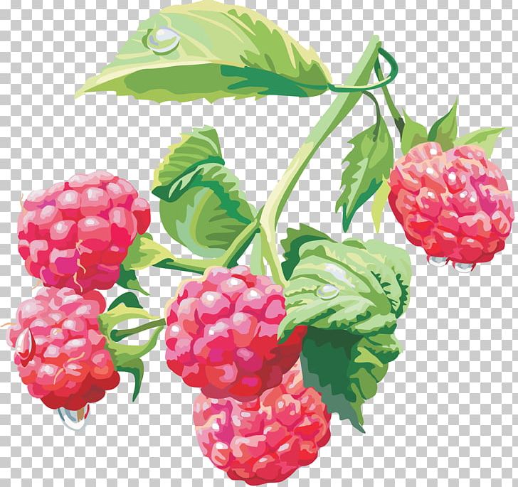 Raspberry PNG, Clipart, Blackberry, Boysenberry, Download, Encapsulated Postscript, Food Free PNG Download