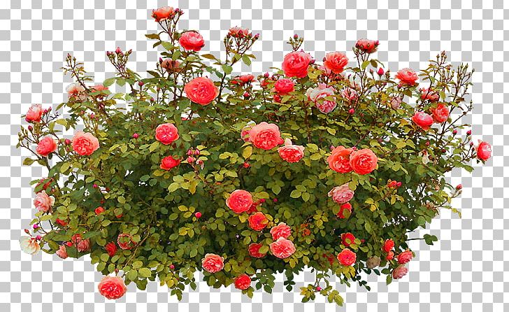 Shrub Rose PNG, Clipart, Annual Plant, Bush, Clip Art, Download, Floral Design Free PNG Download