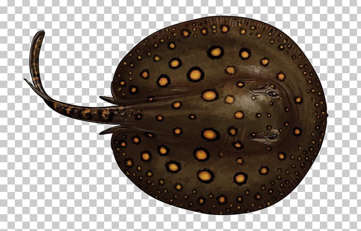 Fish Giant Freshwater Stingray Fresh Water Myliobatoidei Ocellate River Stingray PNG, Clipart, Animals, Aquatic Animal, Aquatic Ecosystem, Batoidea, Biodiversity Free PNG Download