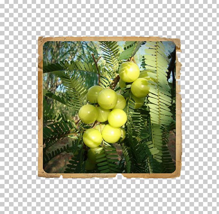 Indian Gooseberry Plant Fruit Phyllanthus Acidus PNG, Clipart, Amalaki, Botany, Extract, Food Drinks, Fruit Free PNG Download