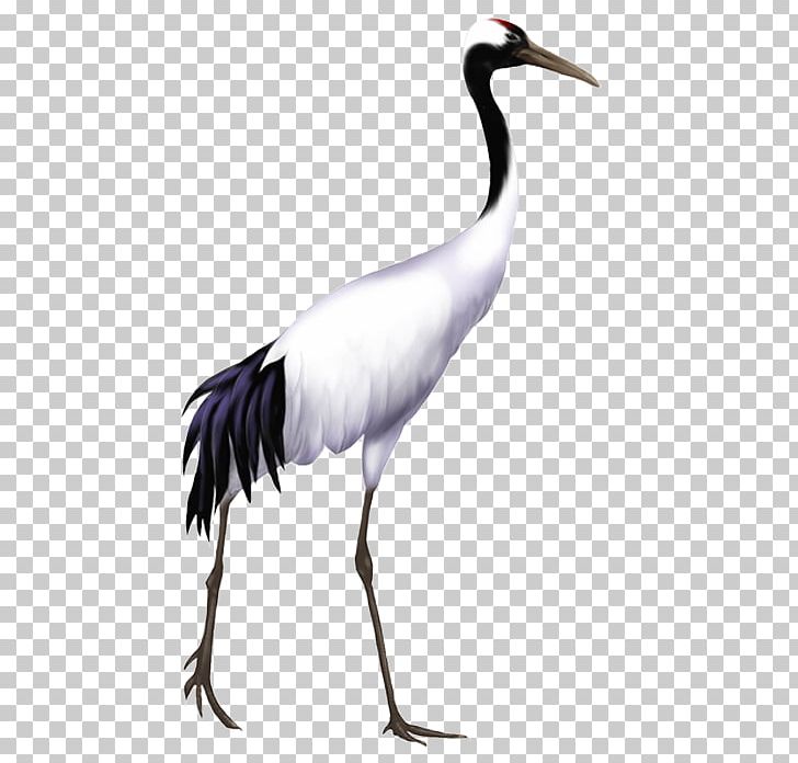 Red-crowned Crane Bird PNG, Clipart, Beak, Ciconiiformes, Common Crane, Crane, Crane Bird Free PNG Download
