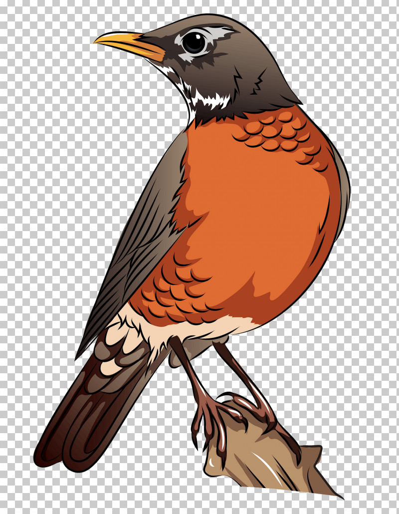 Bird Beak Robin Songbird Perching Bird PNG, Clipart, Beak, Bird, Cuckoo, Cuculiformes, European Robin Free PNG Download