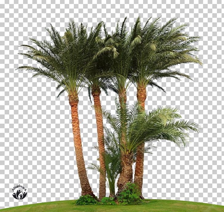 Attalea Speciosa Arecaceae Tree Asian Palmyra Palm Date Palm PNG, Clipart, Arecaceae, Arecales, Asian Palmyra Palm, Attalea, Attalea Speciosa Free PNG Download