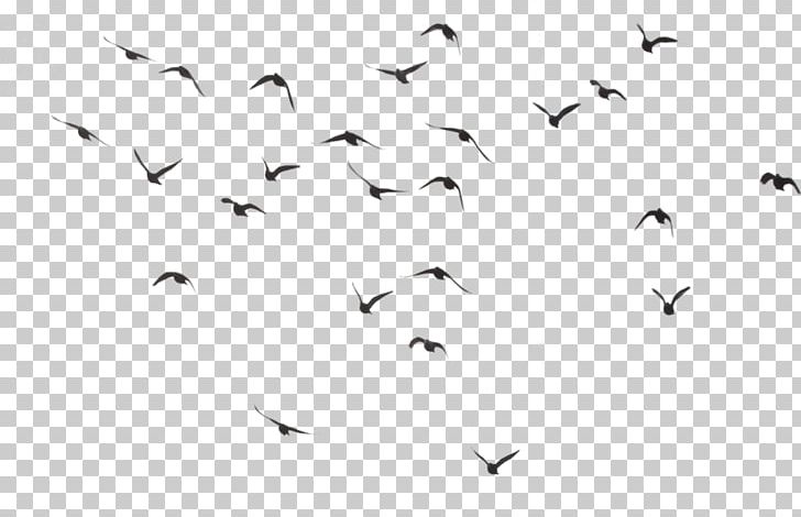 Bird PNG, Clipart, Animal Migration, Animals, Beak, Bird, Bird Migration Free PNG Download