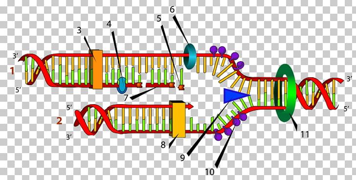 DNA Replication Replication Fork Helicase DNA Polymerase PNG, Clipart, Angle, Area, Biochemistry, Diagram, Directionality Free PNG Download