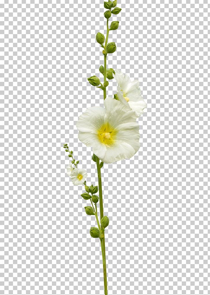 Flower Leaf Photography PNG, Clipart, Branch, Cut Flowers, Evening Primrose, Flora, Flower Free PNG Download