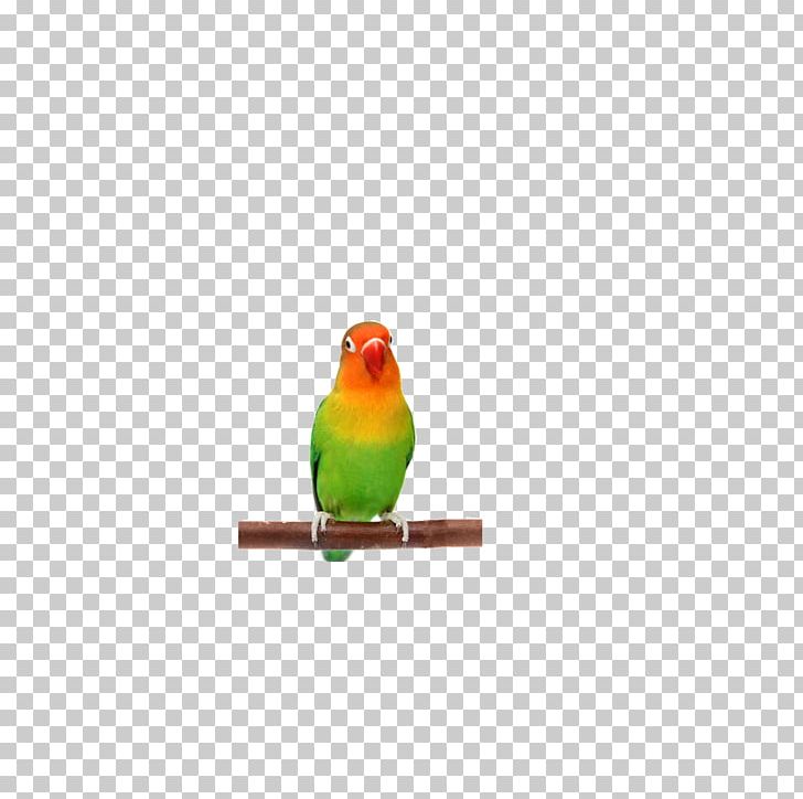 Lovebird Finch Parakeet Beak Feather PNG, Clipart, Animals, Beak, Bird, Birds, Christmas Ornament Free PNG Download