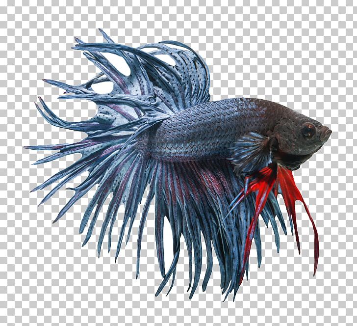 Siamese Fighting Fish Veiltail Butterfly Koi PNG, Clipart, Aquarium, Betta, Betta Channoides, Breed, Butterfly Koi Free PNG Download