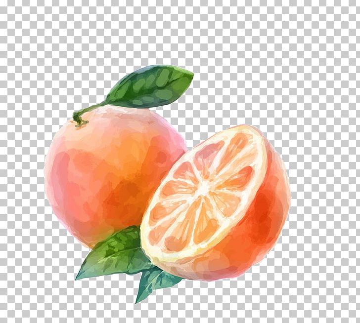 Watercolor Painting Auglis Orange Vegetable PNG, Clipart, Citrus, Food, Fruit, Fruit Nut, Grapefruit Free PNG Download