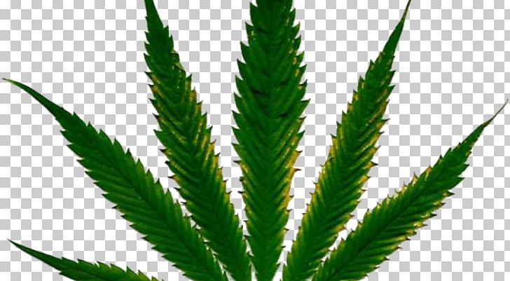 Cannabis Cultivation Hemp Nutrient Plant PNG, Clipart, Adam, Bud, Cannabis, Cannabis Cultivation, Drug Free PNG Download