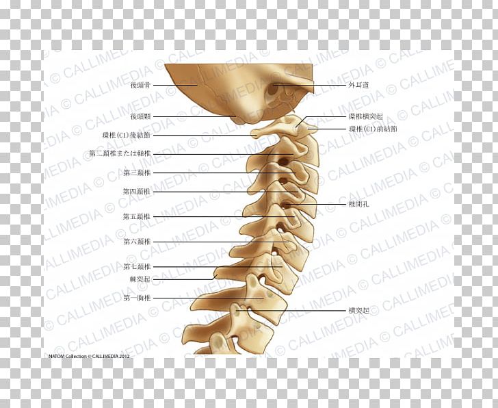 Cervical Vertebrae Vertebral Column Anatomy Neck Pain Atlas PNG, Clipart, Anatomy, Arm, Articular Processes, Atlas, Axis Free PNG Download