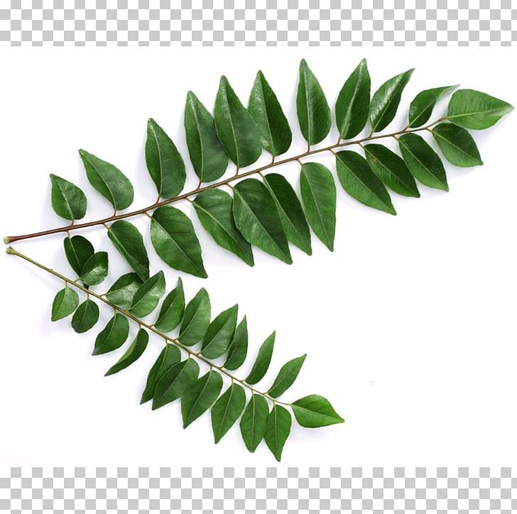 Curry Tree Leaf Sri Lankan Cuisine Health Indian Cuisine PNG, Clipart, Branch, Celery, Curry, Curry Powder, Curry Tree Free PNG Download