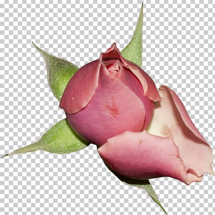 Garden Roses Cut Flowers Cabbage Rose PNG, Clipart, Blume, Bud, Cut Flowers, Floribunda, Flower Free PNG Download