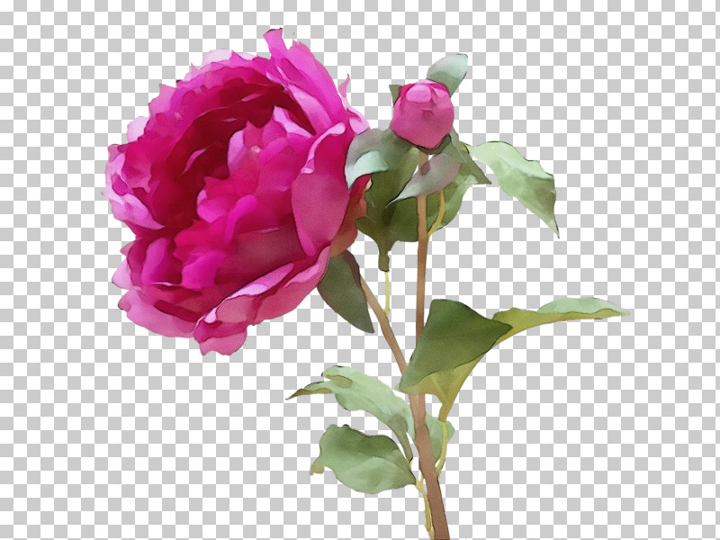 Garden Roses PNG, Clipart, Common Peony, Cut Flowers, Flower, Garden Roses, Paint Free PNG Download