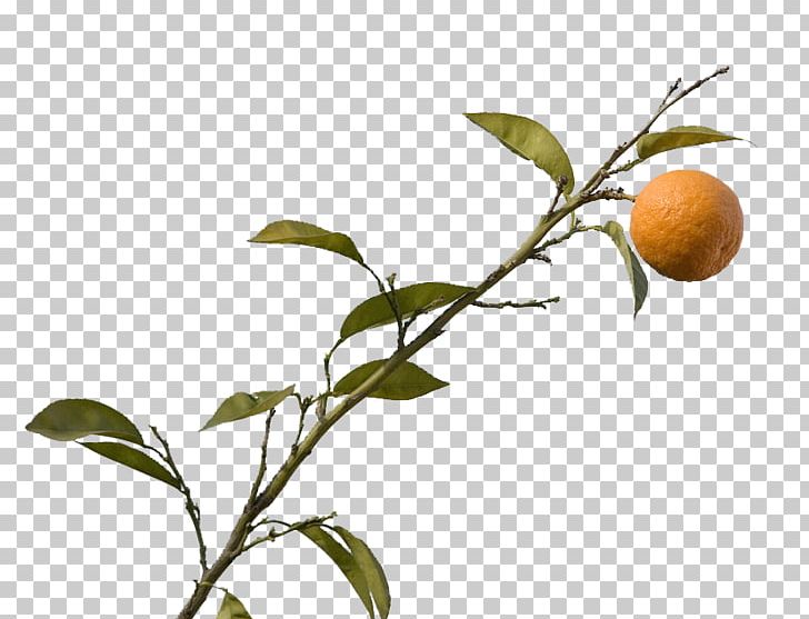 Citrus Xd7 Sinensis Mandarin Orange PNG, Clipart, Apples And Oranges, Branch, Citrus Xd7 Sinensis, Computer Wallpaper, Encapsulated Postscript Free PNG Download