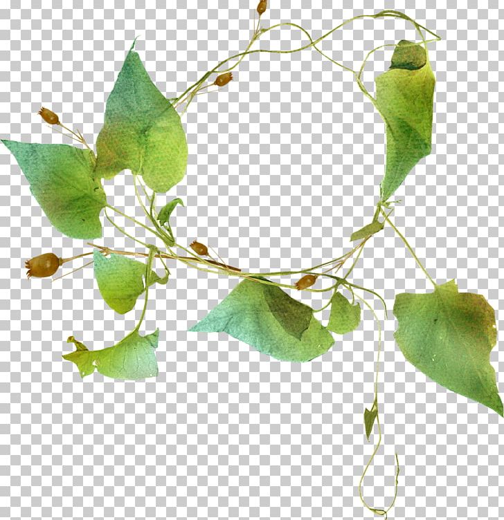 Ipomoea Nil Leaf PNG, Clipart, Beauty, Beauty Salon, Branch, Branches, Branches And Leaves Free PNG Download