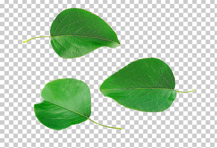 Asian Pear Leaf Computer File PNG, Clipart, Asian Pear, Autumn Leaves, Banana Leaves, Computer File, Download Free PNG Download