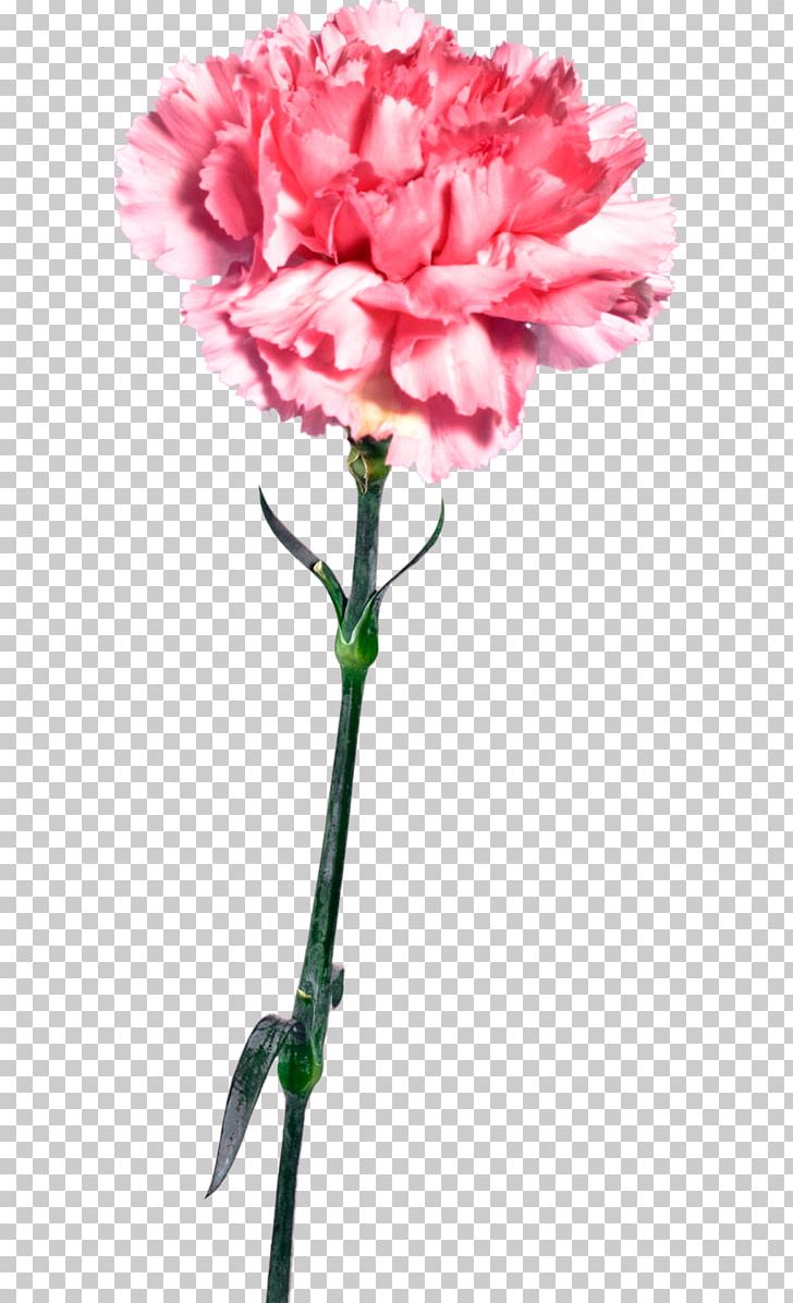 Carnation Cut Flowers Mother's Day PNG, Clipart, Carnation, Cut Flowers, Dianthus, Flower, Flowering Plant Free PNG Download